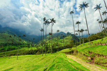 Green pasture in the Cocora Valley near Salento, Colombia.