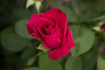 Beautiful red rose in the garden
