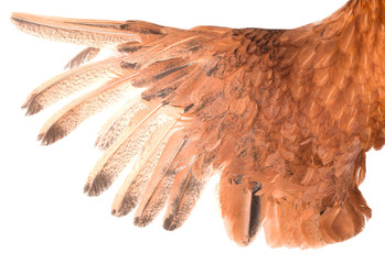 Brown bird wing