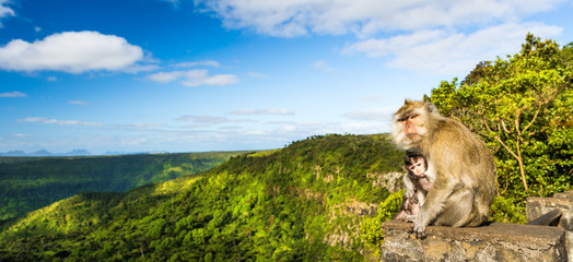 Fototapeta premium Monkeys at the Gorges viewpoint. Mauritius. Panorama