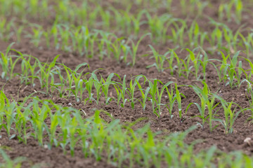 field of young sweet corn plants in rows