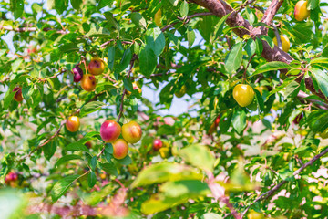 background of fruit trees. fruits of yellow-red cherry-plum on a branch, on a blurry background of the garden