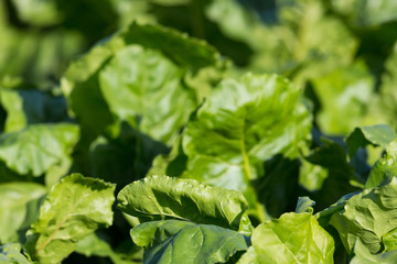 detailed view of many green leafs of sugar beet field