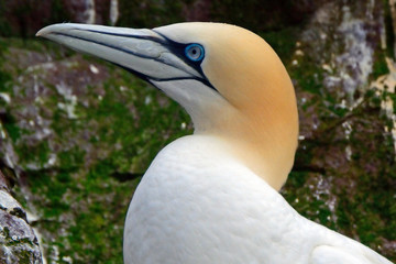 Northern gannet, Bass Rock, Scotland