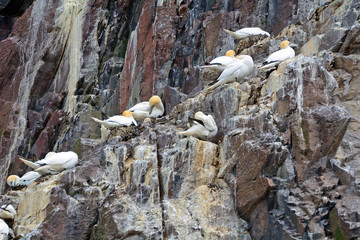 Northern gannets, Bass Rock, Scotland