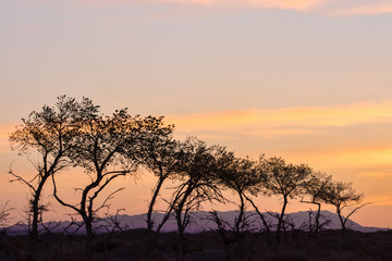 Fototapeta na wymiar silhouettes of trees on hill with orange sky on background 