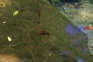 出流原弁天池　ザリガニ