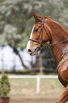 Vertical photo of a chestnut sport horse