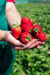Fresh strawberries closeup. Woman holding strawberry in hands.Woman's hands with fresh strawberries collected in the garden, green leaves on background. Hand full of ripe and sweet strawberries