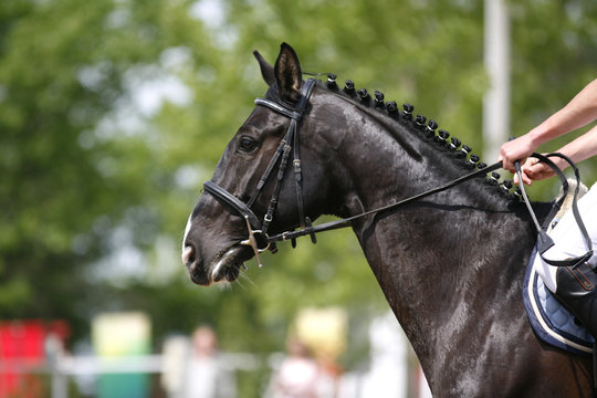 Closeup of show jumping horse during competition riding between obstacles