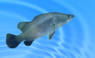 Barramundi swimming in a breeding tank.