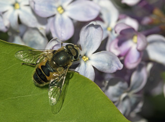 summer, hoverfly
