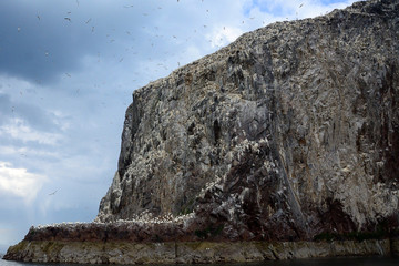 Northern gannets, Bass Rock, Scotland