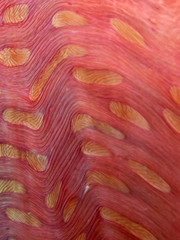 Sea anemone skin, Hautstruktur einer Seeanemone