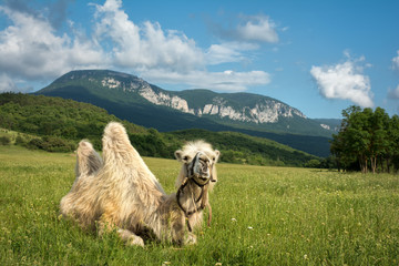 Naklejka premium The camel lies on the grass. Against the background of mountains