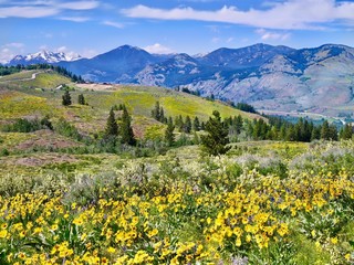 Arnica in alpine meadows. Patterson Mountain near Winthrop, Washington.  North Cascades National Park. USA.