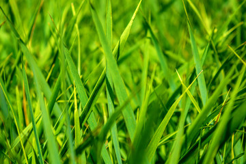 Photo of green grass at summer day
