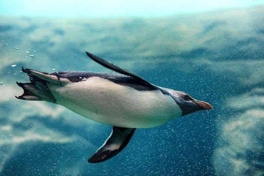 New Zealand Fiordland penguin swimming underwater at zoo