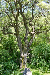 Big tree skeleton
