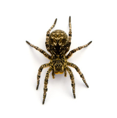 Photo of Lycosa singoriensis, black hair tarantula isolated on white background