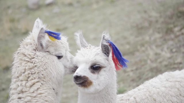 Mother llama and his son wearing decorations on their ears. Slow motion