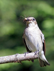 Ficedula hypolenca