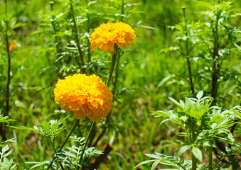 close up of daoruang flower or african marigold or mexican marigold in the gardens