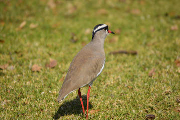 Kiewit bird on grass