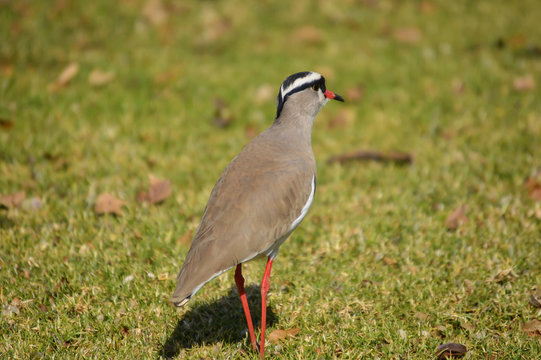 Kiewit bird on grass