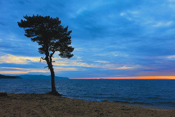 Fototapeta na wymiar Tree on sandy coast of Lake Baikal. Russia