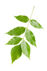 Green leaves on white background