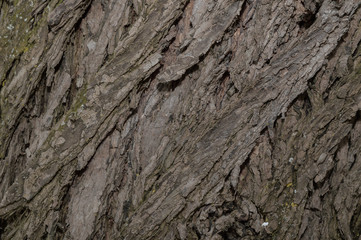 Tree bark texture
