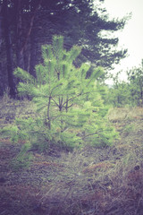 Pine Forest Morning Retro