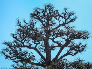 Silhouette for abstract image, Leafless branches of pine tree against blue sky
