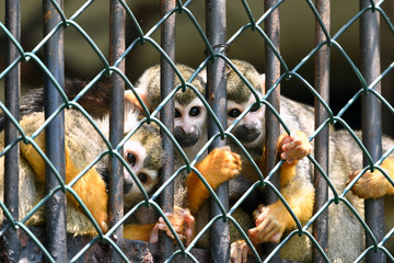 Squirrel monkey