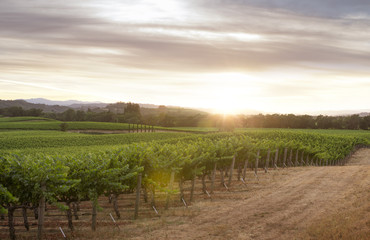 Fototapeta na wymiar panoramic view of grape plantation of Napa valley in summer time