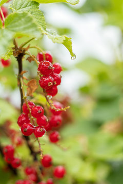 Bush of red currant  in a garden with rain water drops. Shallow depth of field.