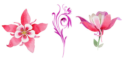 Wildflower aquilegia flower in a watercolor style isolated.