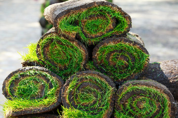 Green lawn grass in rolls