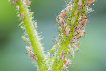 Bright green aphids on a stem.