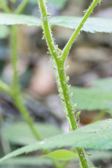 Bright green aphids on a stem.