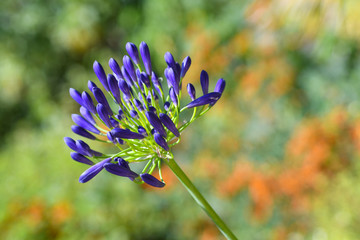 Agapanthe violette