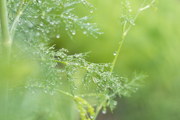 Fototapeta na wymiar Green summer background Dill with rain water drops. Shallow depth of field.