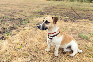 Obraz premium Red dog playing on the yellowed lawn. Shallow depth of field. Toned.