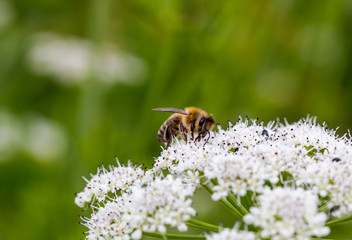 Bee pollinating small white flowers. Macro full frame