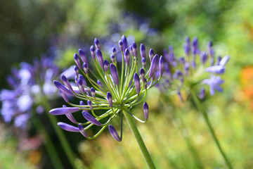 Agapanthe bleue