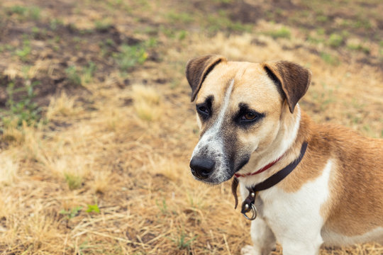 Red dog playing on the yellowed lawn. Shallow depth of field. Toned.