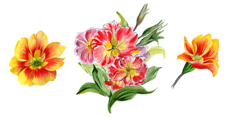 Wildflower viola flower in a watercolor style isolated.