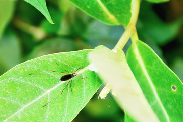 Insect
