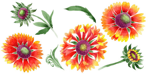 Wildflower Gaillardia flower in a watercolor style isolated.